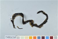 藏品(菊池氏龜殼花)的圖片